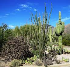 Cacti make use of many structural adaptations, such as shallow roots, fixed spines and thick stems, to survive in the desert where there is minimal rainfall. Plants Of The Desert