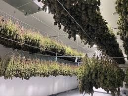 Get it as soon as thu, jul 15. Led Grow Lights With Large Coverage Area 640w Full Spectrum And 1772 Âµmol S Ledradiant