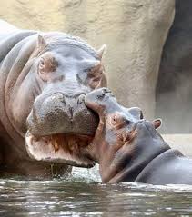 Bite Off More Than You Can Chew Gif Pin By Christine Elliott On Inspiration Cute Hippo Animals Wild Fiona The Hippo