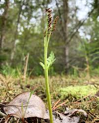 Image result for Ophioglossaceae