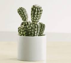 The barrel cactus is found in the mojave, sonora, and the chihuahua deserts. How Long Do Cacti Live Guide With Pictures Succulents Network