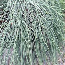 Image result for Casuarina glauca