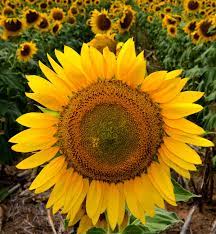 Kansas Sunflowers Photographed Along The Wetlands And Wildlife National Scenic Byway Sunflower Garden Scenic Byway Plants