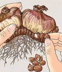 Corms Grower Tips Greenplantswap Growers Gladiolus Bulbs Gladiolus