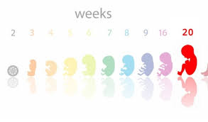 Pengguguran kandungan atau aborsi (bahasa latin: Perkembangan Bayi Dari 1 Hingga 40 Minggu Kehamilan Ciklaili