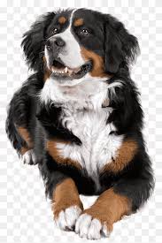 The greater swiss mountain dog, also known as the swissy, is a sweet and gentle dog that loves to please their owner. Bernese Mountain Dog Png Images Pngwing