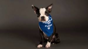 Boston terrier puppies for sale and dogs for adoption in virginia, va. Salem Puppy On Team Fluffs Starting Roster In The Puppy Bowl