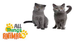 Cats Animals For Children Kids Videos Preschool Learning Pets Preschool Theme Best Pets For Kids Animals For Kids