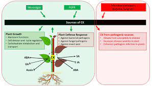 Maybe you would like to learn more about one of these? Frontiers Role Of Cytokinins For Interactions Of Plants With Microbial Pathogens And Pest Insects Plant Science