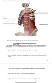 Check spelling or type a new query. Internal Intercostal Muscles Av Right Lung Left Chegg Com