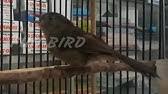 Selain itu bagian dada dari burung ini juga memiliki tampilan warna hijau, … Cara Membedakan Flamboyan Jantan Dan Betina Youtube