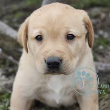 Paisley & ch epoch's jolly folly litter. Labrador Retriever Puppies Labrador Retriever For Adoption Labs Dogs