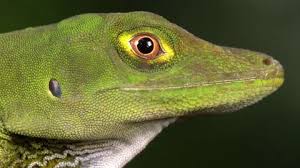 Image result for Anolis gemmosus