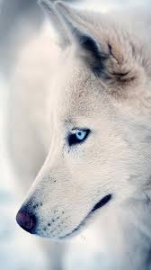 Pin By Aysunmaharramli On Aysun In 2020 Wolf Eyes White Wolf Wolf With Blue Eyes