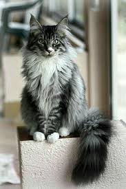 pin von sarah carlyle auf it s a cat thing katzen norwegische waldkatze wilde katzen