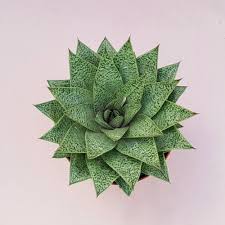 Image result for Droguetia