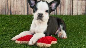 Boston terriers and french bulldogs are better at adapting themselves to the environment than pugs. Frenchton A French Bulldog Boston Terrier Mix Owner S Guide All Things Dogs All Things Dogs