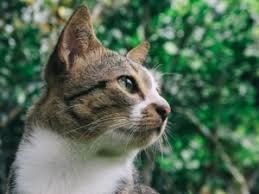 We did not find results for: Katzenschreck Was Hilft Und Funktioniert Gegen Katzen Im Garten