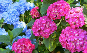 How much to water a house hydrangea? Planting Hydrangeas Mygarden Com