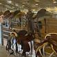 Lumberton Horse and Tack Auction event image