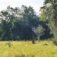 Image result for Sterculia appendiculata