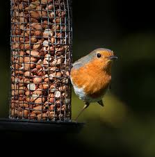 Just as your vegetables look tasty to you, they also appear appetizing to birds. How To Attract Birds To Your Garden