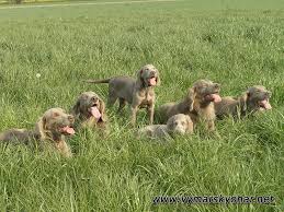 Image result for výmarský dlouhosrstý ohař