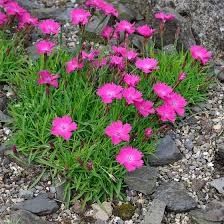 Kahori Pink Dianthus Garden Pinks High Country Gardens In 2020 Pink Perennials Landscaping With Rocks Flowers Perennials