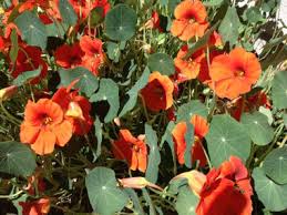 Check spelling or type a new query. Nasturtium Pictures Flowers Leaves Identification Tropaeolum Majus