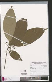 Image result for Tarenna leonardii