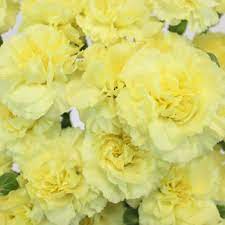 Yellow Carnation Flower Pic Best Flower Wallpaper