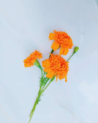 Bunga yang berasal dari amerika ini kini mulai meraih popularitasnya di indonesia. Marigold Bunga Ayam