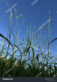 Image result for Rottboellia