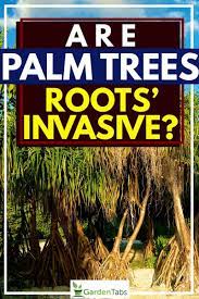 Are Palm Trees Roots Invasive Garden Tabs