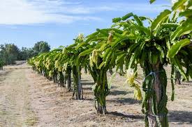 Check spelling or type a new query. Chinchilla S Accidental Dragon Fruit Farmers Enjoy A Bumper Season Queensland Country Life Queensland