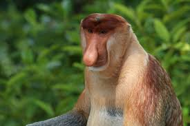 Image result for MONKEYS