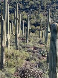 Your cactus and succulent plants have soil, light, and water needs. Bc49lg0xgfdehm