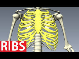 These are joints formed by the lateral borders of the sternum and the costal cartilages of of all the joints of the rib cage, these joints have the largest amount of ligaments crossing and stabilizing them. Rib Cage Anatomy Bones Of The Thoracic Wall Costae Youtube
