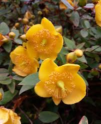 Image result for Hypericum revolutum