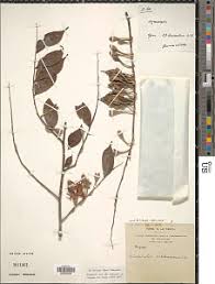 Image result for Dicranolepis