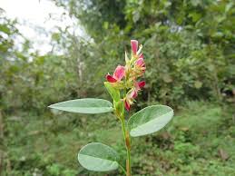 Image result for Alysicarpus zeyheri