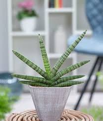 Sansevieria Richtig Pflegen Vermehren Und Umtopfen Baldur Garten Plants Snake Plant Skyline