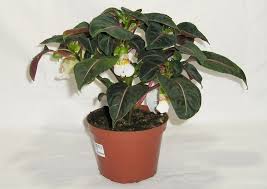 Image result for Impatiens keilii