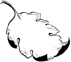 Black And White Outline Black And White Leaf Clipart Leaf Clip Art Justin Bieber Picture 2011 Free Clip Art Clip Art Leaf Clipart