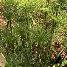 Image result for Cyperus prolifer