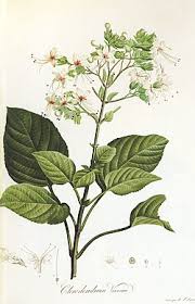 Image result for Clerodendrum tricholobum
