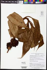 Image result for Aneilema leiocaule