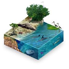 Mangrove Decorative Boxes Borneo Mangrove