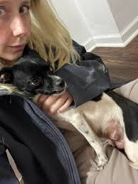 Lost dog found in Heidenheimer, Central Texas