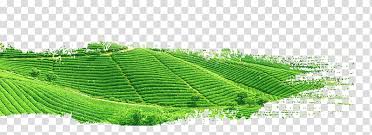 Green Grass Field Green Tea Yum Cha White Tea Tea Garden Transparent Background Png Clipart Hiclipart